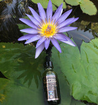 100% Pure Cold-Pressed Moringa Oil Infused With Blue Lotus