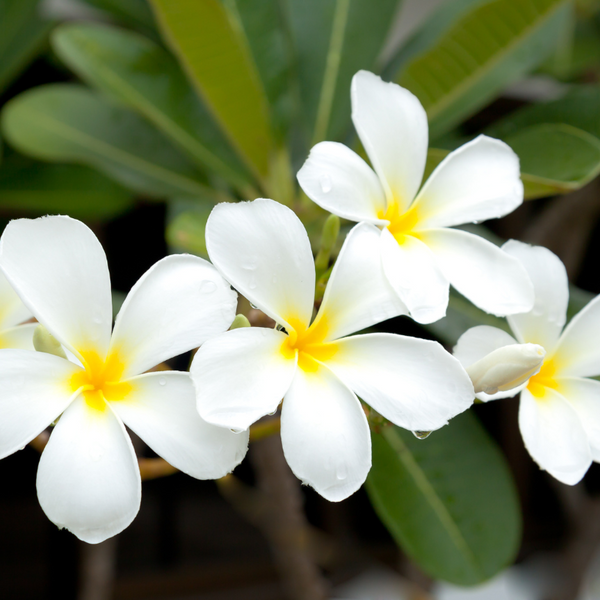 Eeterlik Õli -  Frangipani