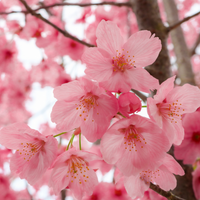 Eeterlik õli - Sakura