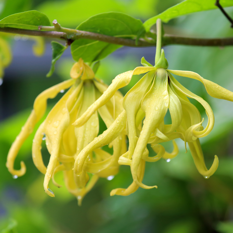 Eeterlik õli - Ylang-Ylang