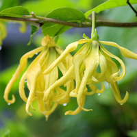 Eeterlik õli - Ylang-Ylang