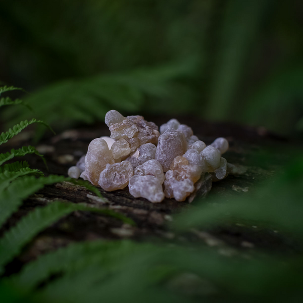 LUBÁN viiruk ehk frankincense