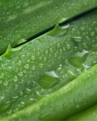 Orgaaniline kehavõi - Aloe Vera