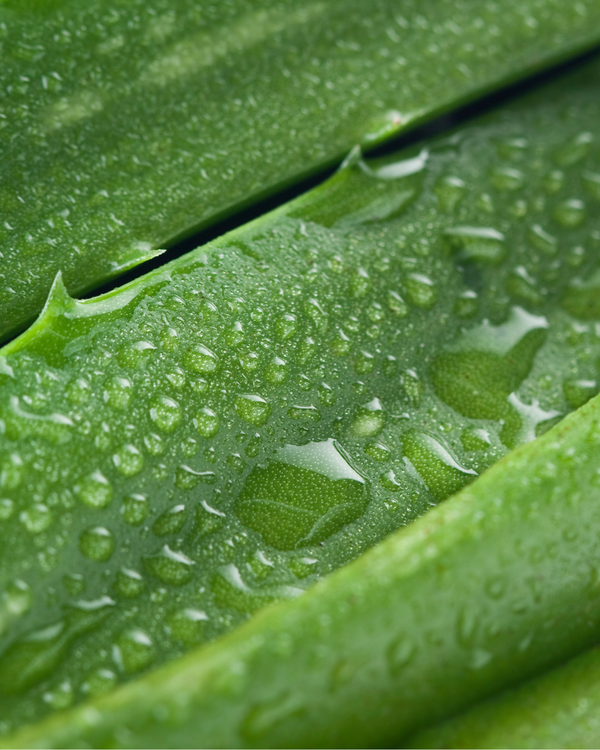 Orgaaniline kehavõi - Aloe Vera