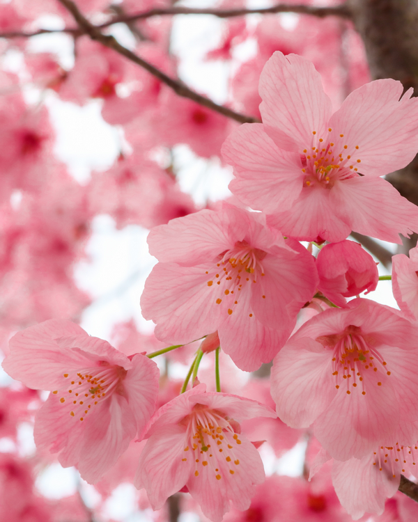 Orgaaniline kehavõi – Sakura